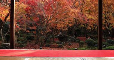 Red leaves at the traditional park at Enkouji temple in Sakyo district Kyoto video
