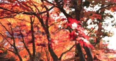 Red leaves in autumn at Bishamondou at Yamashina district in Kyoto close shot video