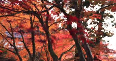 Red leaves in autumn at Bishamondou at Yamashina district in Kyoto close shot video