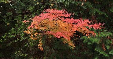 Red leaves in autumn at Bishamondou at Yamashina district in Kyoto middle shot video
