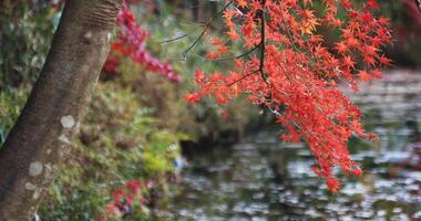 Red leaves at the forest in Gifu Japan autumn video
