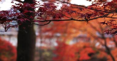 Red leaves in autumn at Bishamondou at Yamashina district in Kyoto close shot video