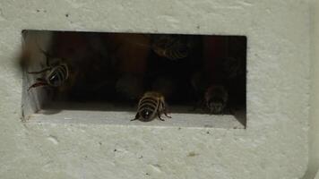 Bees, pollen, hive - Close-up view of bees with colorful pollen on legs near beehive entrance, 240 fps slow motion, pollination process in nature. Apis mellifera video