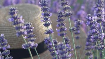 Close-Up of Lavender Blossoms in a Field video