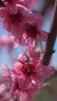 A close up of a bright pink flowers peach tree spring bloom. Vertical . Slow motion video