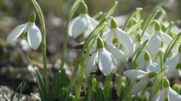 Bee pollinates snowdrop during early spring in forest. Snowdrops, flower, spring. Honey bee, Apis mellifera visiting first snowdrops on early spring, signaling end of winter. Slow motion, close up video