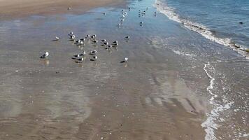 Seagulls on Sandy Beach with Gentle Waves, A serene beach scene featuring a flock of seagulls walking on wet sand near the shoreline with soft ocean waves. video