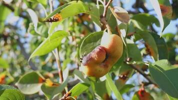 Rust on pear leaves. European pear rust is a fungal disease of pear trees. video