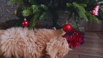 A funny fluffy red cat plays with a red ball on a Christmas tree. Cat bites fir branches video