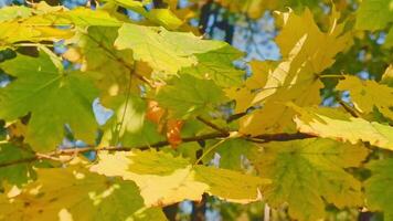 scene close up of colorful maple leaf that is blowing by the wind and maple leaves are changing colors video