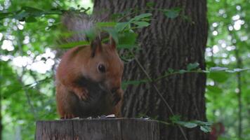 Red squirrel in the forest in its natural environment gnaws seeds and nuts. Wildlife, close-up. High quality 4k footage video