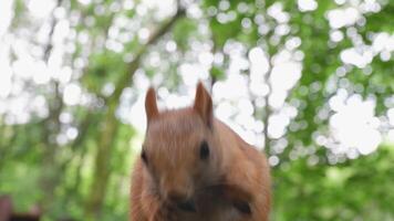 Red squirrel on a tree stump in the wild nibbles seeds and nuts. Animal on a green background. High quality 4k footage video