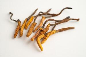 Cordyceps or Ophiocordyceps sinensis mushroom herb is fungus for used as medicine on white background. photo