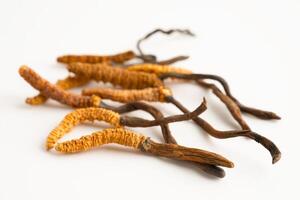 Cordyceps or Ophiocordyceps sinensis mushroom herb is fungus for used as medicine on white background. photo
