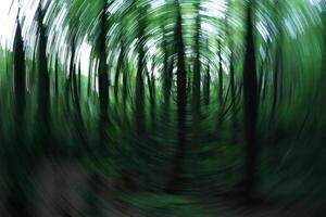 Blury view of a Trees in a Forest photo
