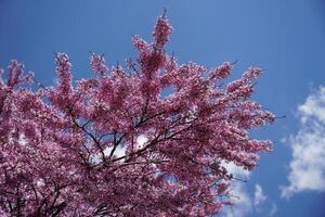 Blossom Flower on Tree Branch photo