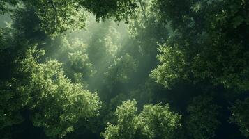 A beautiful, lush green forest with sunlight streaming through the trees, creating a serene and peaceful atmosphere. The sunlight is casting a warm glow on the leaves photo