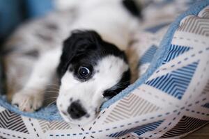 A month-old white spaniel puppy with dark ears and markings is perched on a plush blue carpet photo
