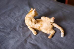 The red kitten lies on the gray blanket, looking around interestedly and wants to play photo