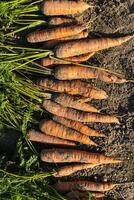 A bunch of fresh carrots with greens on the ground. A large juicy unwashed carrots in the field against the background of the earth close up. photo