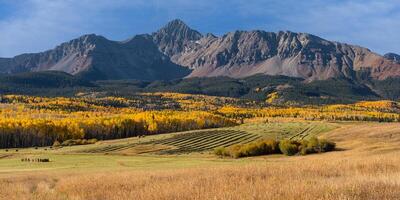 Autumn Color on Wilson Mesa, Colorado. Wilson Peak in the background. photo