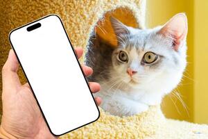 Mockup blank screen mobile phone for app or web site mockup. Smart phone with white screen in hand with cute cat background. Home life with a pet. photo