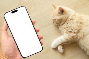 Mockup blank screen mobile phone for app or web site mockup. Smart phone with white screen in hand with cute cat background. Home life with a pet. photo