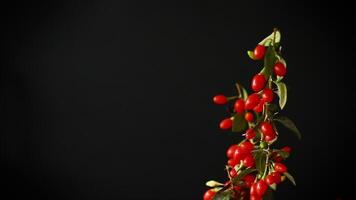 fresh ripe red goji berries on a branch, isolated on black background video