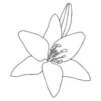 Lily flower with a bud in doodle style. illustration isolated on white background. vector