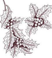A sketch of a holly with berries for the New Year vector