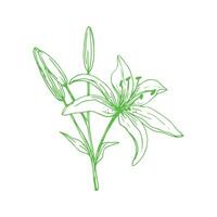 Lily Flower Outline Drawn Design Simple Flower vector