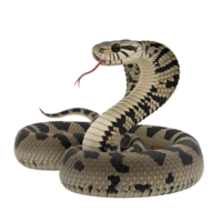 snake with its head raised in a defensive posture on transparent background png