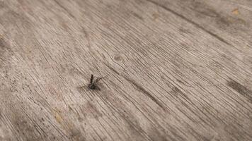 A dead mosquito lying on a wooden surface, with delicate details of the wood grain visible. The earthy tones of the wood create a natural, rustic background. photo