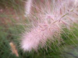 A Close up of weed flowers, the macro soft focus for background purpose photo