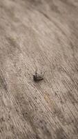 A dead mosquito lying on a wooden surface, with delicate details of the wood grain visible. The earthy tones of the wood create a natural, rustic background. photo