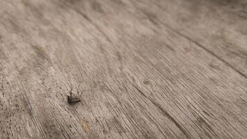 A dead mosquito lying on a wooden surface, with delicate details of the wood grain visible. The earthy tones of the wood create a natural, rustic background. photo