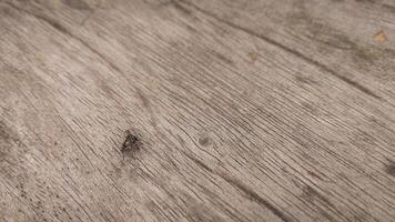 A dead mosquito lying on a wooden surface, with delicate details of the wood grain visible. The earthy tones of the wood create a natural, rustic background. photo