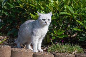 naughty light gray scottish kitten standing on flowerbed, looking sideways at owner with sly expression on face concept of free range pets in garden, photo