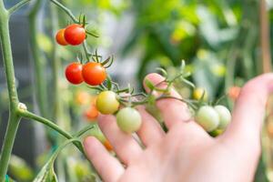 Selective focus on hand gently touching ripe and unripe cherry tomatoes on branch with blurred foliage in background, Growing home grown, fresh organic vegetables in greenhouse, photo