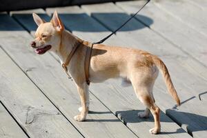 Chihuahua dog is standing photo