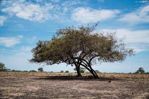 Landscape of lonely tree in a desert during daytime time photo