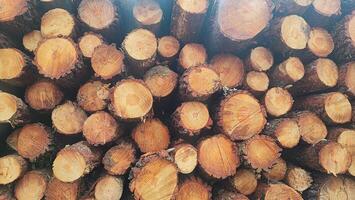 Firewood stacked in a row on the background of the forest. Concept of logging, economic crisis photo
