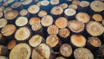 Firewood stacked in a row on the background of the forest. Concept of logging, economic crisis photo