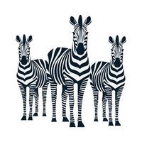 Zebra isolated on white background vector