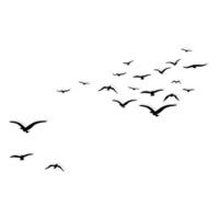 birds fly behind the shadow vector