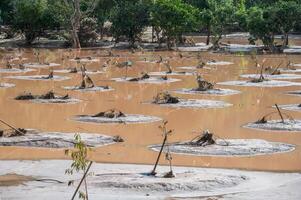Durians farm fields in Chiang Rai province have been covered with flood waters and mud after typhoon Yagi swept across Thailand. photo
