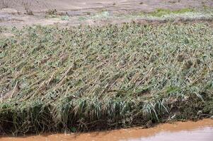 Agriculture fields in Chiang Rai province have been covered with flood waters and mud after typhoon Yagi swept across Thailand. photo