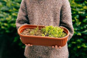 Fresh microgreens with water drops in the hands of a young farmer photo