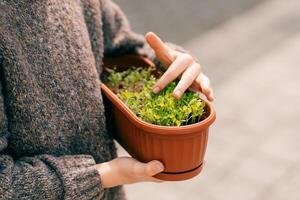 Close-up of fresh microgreens and a boy's hand in natural light photo