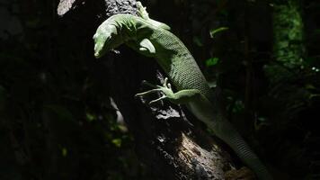 Emerald tree monitor lizard or green tree monitor in a tree - Varanus prasinus video